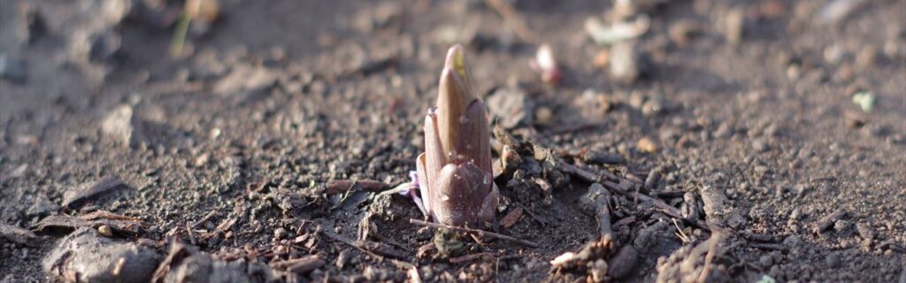 #魚沼ユリの花まちなかガーデン